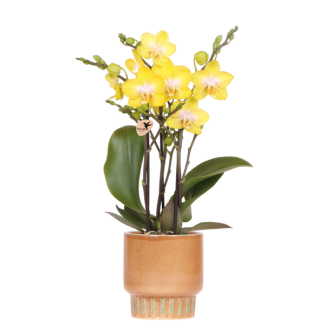 Butterfly Orchid Albenga in Bold Cognac Decorative Pot