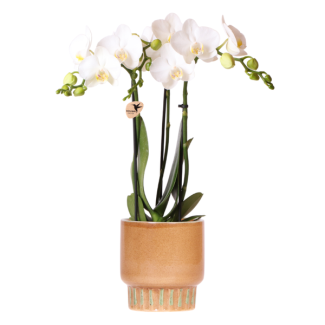 Butterfly Orchid Amabilis in Bold Cognac Decorative Pot