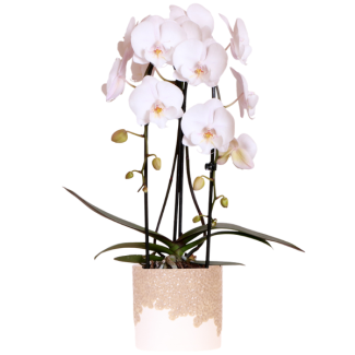 Butterfly Orchid Niagara Falls in Bloom Sand Decorative Pot