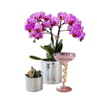 Butterfly Orchid Vienna in Disco decorative pot