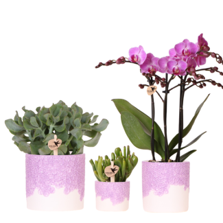 Set Bloom Purple; Butterfly Orchid Vienna + Green Plant in Bloom Purple Decorative Pot