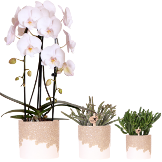 Set Bloom Sand; Butterfly Orchid Niagara Falls + Green Plant in Bloom Sand Decorative Pot.