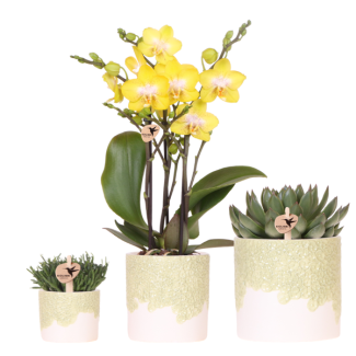 Set Bloom Green; Butterfly Orchid Albenga + Green Plant in Bloom Green Decorative Pot.