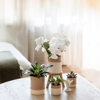 Set Bamboo; Butterfly Orchid Amabilis + Green Plant in Bamboo Sand Decorative Pot.
