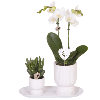 Diabolo white set; Butterfly orchid Amabilis + Green plant in Diabolo white decorative pot on tray
