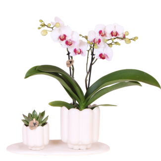 Set Retro White; Butterfly Orchid Gibraltar + Green Plant in Retro White Decorative Pot on Tray
