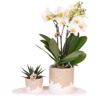 Set Bloom Sand; Butterfly Orchid Lausanne + Green Plant in Bloom Sand Decorative Pot on Tray