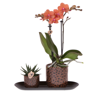 Set Leopard; Butterfly Orchid Bolzano + Green Plant in Leopard Decorative Pot on Tray