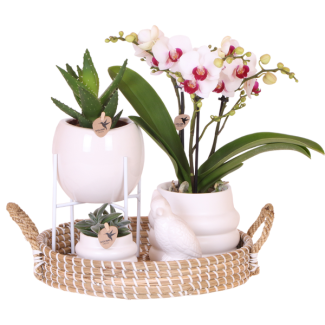 Set Large White; Butterfly Orchid Gibraltar + Green Plants in Decorative Pot on Tray