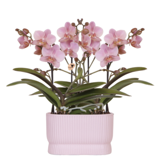 2 Butterfly Orchid Treviso in Diabolo Twin Pink Decorative Pot