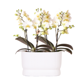 2 Butterfly Orchids Lausanne in Diabolo Twin White Decorative Pot
