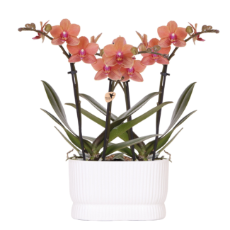 2 Butterfly Orchid Bolzano in Diabolo Twin White Decorative Pot
