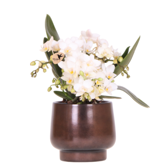 Butterfly Orchid Nazaré in Scandic Copper pot