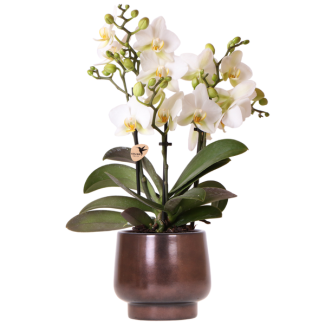 Butterfly Orchid Lausanne in Scandic Copper pot