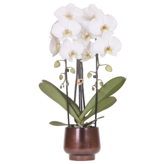 Butterfly Orchid Niagara Falls in Scandic Copper pot