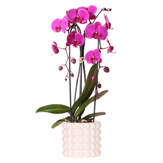 Butterfly Orchid Freeride Niagara Falls in Poppy White decorative pot