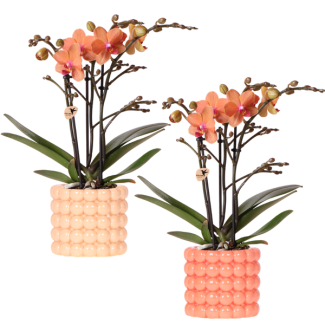 2 pieces Butterfly Orchid Bolzano in Poppy Decorative Pot (Orange tones)
