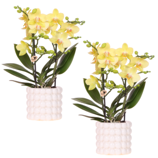 2 Pieces Butterfly Orchid Albenga in Poppy White Decorative Pot