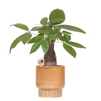 Money Tree in Bold Pot