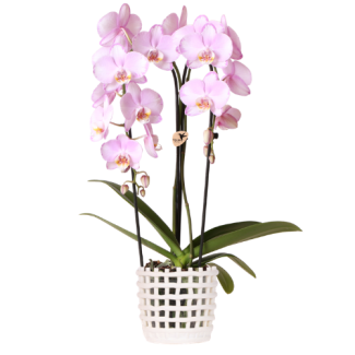 Butterfly Orchid Pink Niagara Falls in White Mesh Decorative Pot