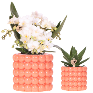 Butterfly Orchid Orchid Nazare in Poppy Orange Decorative Pot