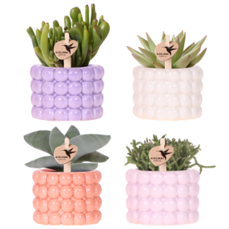 Poppy Mix Set, Purple - White - Peach - Pink + Succulents