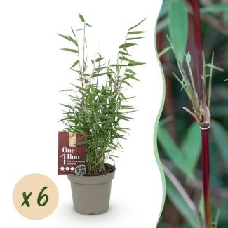 6 pieces Bamboo "Asian Wonder" (non-invasive)