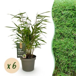 6 pieces Bamboo ‘Rufa’ (non‑invasive)