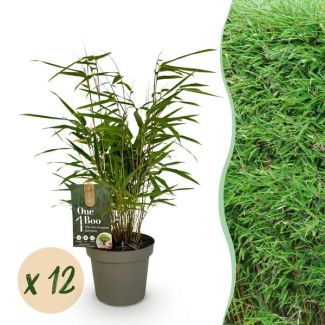 12 pieces Bamboo ‘Rufa’ (non‑invasive)