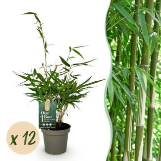 Bamboo robusta 'Pingwu' (non-invasive)