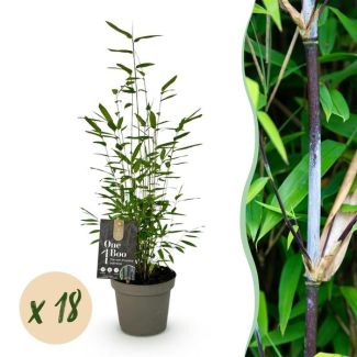 18 Plants Bamboo 'Black Dragon' (non-invasive)