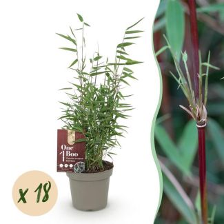 18 Plants Bamboo 'Red Dragon' (non-invasive)