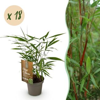 18 pieces Bamboo 'Asian Wonder' (non-invasive)