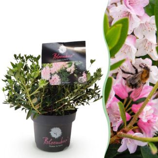 Dwarf Rhododendron Light Pink