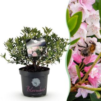 Dwarf Rhododendron Light Pink