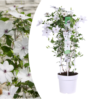 White Clematis