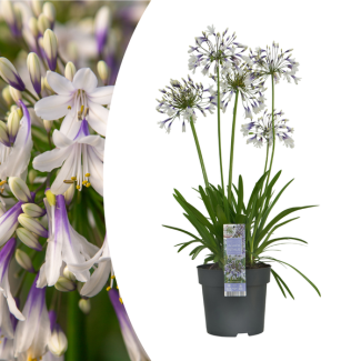 African lily — color: white with violet-blue