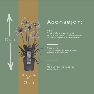 African lily — color: white with violet-blue