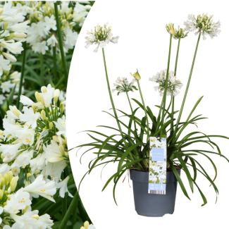 African lily, white