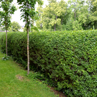 50 Pieces Privet / Hedge Privet