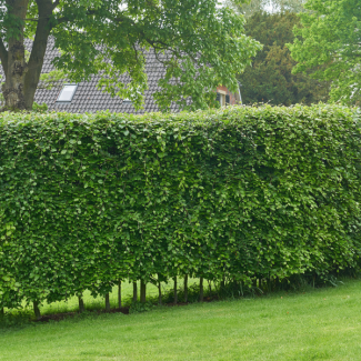 50 pieces Hornbeam / European Hornbeam