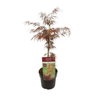 Japanese Maple Garnet