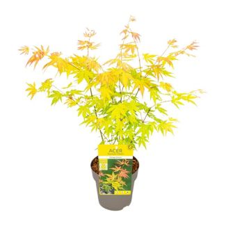 Japanese Maple Orange Dream