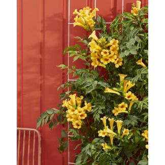 Campsis Summer Jazz Gold Trumpet - Ø15cm - ↕65cm