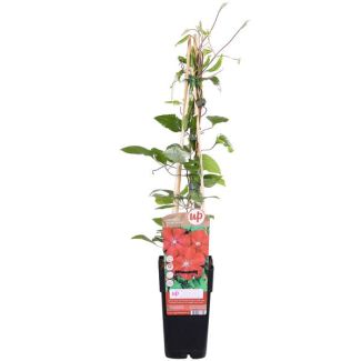 Clematis with deep red flowers | 1, 3 or 4 pieces