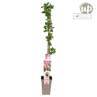 Lonicera periclymenum Belgica - Ø15cm - ↕65cm