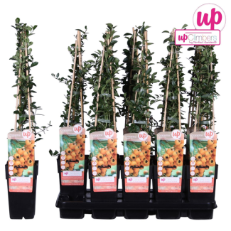 Pyracantha Soleil d'Or - Ø15cm - ↕65cm