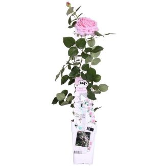 Rosa Crazy in love Pink - Pink Rose - Ø15cm - ↕65cm