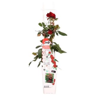 Rosa Crazy in Love Red - Red Rose - Ø15cm - ↕65cm