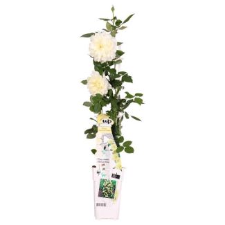 Rosa Crazy in love Vanilla - Cream Rose - Ø15cm - ↕65cm